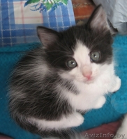 Котенок Бэтмэн 1,5 мес в дар - в добрые заботливые руки - Изображение #1, Объявление #720883