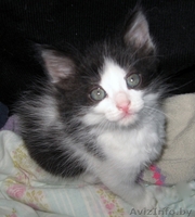 Котенок Бэтмэн 1,5 мес в дар - в добрые заботливые руки - Изображение #3, Объявление #720883