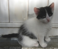 Котенок Зорро 1,5 мес отдается в добрые заботливые руки - Изображение #2, Объявление #720900