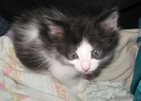 Котенок Бэтмэн 1,5 мес в дар - в добрые заботливые руки - Изображение #4, Объявление #720883