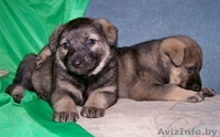 Щенки в дар! вырастут крупными - Изображение #2, Объявление #701892
