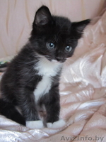 Котенок-девочка в добрые руки - Изображение #1, Объявление #713966