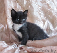 Котенок-девочка в добрые руки - Изображение #3, Объявление #713966