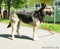 Собака Жужа. Ищет Дом  и Хозяев! - Изображение #2, Объявление #711181