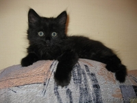 Маленький Котёнок Гаф=) - Изображение #2, Объявление #706811