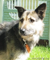 Собака Жужа. Ищет Дом  и Хозяев! - Изображение #3, Объявление #711181