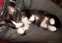 Красавица-кошечка ищет хозяина - Изображение #2, Объявление #713654