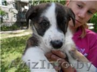 Очаровательные девчЁнки В ДАР!!! - Изображение #4, Объявление #719405