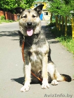 Собака Жужа. Ищет Дом  и Хозяев! - Изображение #4, Объявление #711181