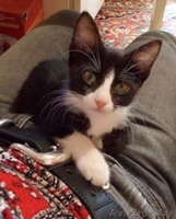 Красавица-кошечка ищет хозяина - Изображение #3, Объявление #713654