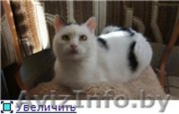 Кошечка Ася в дар. - Изображение #2, Объявление #704369