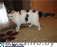 Кошечка Ася в дар. - Изображение #1, Объявление #704369