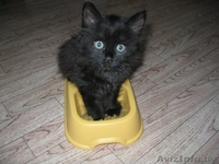 Маленький Котёнок Гаф=) - Изображение #3, Объявление #706811