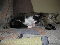 Малыш Гуф-ваш верный товарищ=) - Изображение #2, Объявление #706812