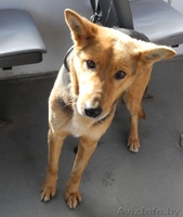 Мелани -собака друг в дар! - Изображение #4, Объявление #689401