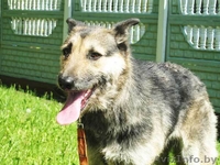 Собака Жужа. Ищет Дом  и Хозяев! - Изображение #7, Объявление #711181