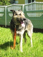 Собака Жужа. Ищет Дом  и Хозяев! - Изображение #8, Объявление #711181