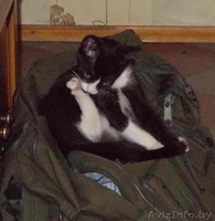 Красавица-кошечка ищет хозяина - Изображение #5, Объявление #713654