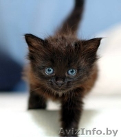 Милые кошечки-крошечки в добрые ручки! - Изображение #1, Объявление #706227