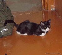 Красавица-кошечка ищет хозяина - Изображение #6, Объявление #713654