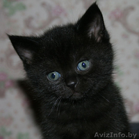 Милые кошечки-крошечки в добрые ручки! - Изображение #2, Объявление #706227