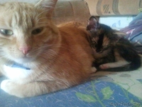 Отдам очень хороших котят в добрые руки! - Изображение #3, Объявление #709169