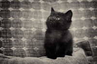 Милые кошечки-крошечки в добрые ручки! - Изображение #3, Объявление #706227