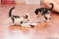 1,5-месячные котята в дар! - Изображение #5, Объявление #712808