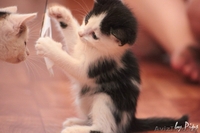  Пушистые котята в добрые руки! - Изображение #5, Объявление #710943