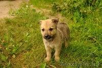 Милые Щенки ищут семьи - Изображение #1, Объявление #709402