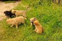 Милые Щенки ищут семьи - Изображение #2, Объявление #709402