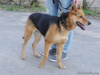 Мелани -собака друг в дар! - Изображение #1, Объявление #689401