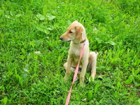 Щенок подросток в дар! - Изображение #4, Объявление #718971