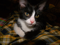 Красавица-кошечка ищет хозяина - Изображение #1, Объявление #713654