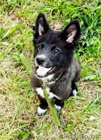 Плюшевое счастье в ДАР - Изображение #2, Объявление #720671