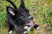 Плюшевое счастье в ДАР - Изображение #1, Объявление #720671