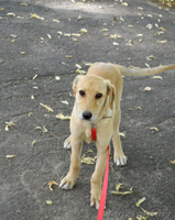 Щенок подросток в дар! - Изображение #2, Объявление #718971