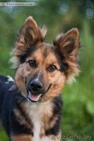 Элли-почи колли в дар - Изображение #1, Объявление #720444