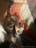 Отдам очень хороших котят в добрые руки! - Изображение #2, Объявление #709169