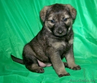 Щенки в дар! вырастут крупными - Изображение #1, Объявление #701892