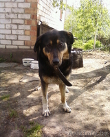 Отличный охранник! - Изображение #2, Объявление #724541