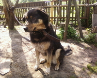 Отличный охранник! - Изображение #1, Объявление #724541