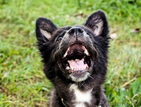 Плюшевое счастье в ДАР - Изображение #3, Объявление #720671