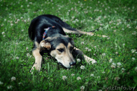 Щенок в дар в хорошие руки! - Изображение #2, Объявление #710447