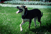 Щенок в дар в хорошие руки! - Изображение #3, Объявление #710447