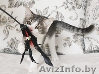 Была птичка - стала кошечка - Изображение #3, Объявление #719505