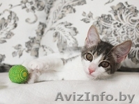 Была птичка - стала кошечка - Изображение #1, Объявление #719505