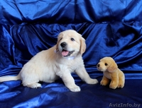 Щенки голден ретривера (золотистого ретривера) - Изображение #5, Объявление #713003