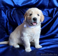 Щенки голден ретривера (золотистого ретривера) - Изображение #4, Объявление #713003