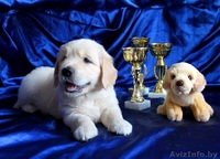 Щенки голден ретривера (золотистого ретривера) - Изображение #2, Объявление #713003